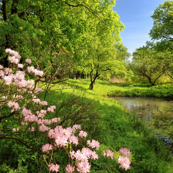 Дерево на переднем плане