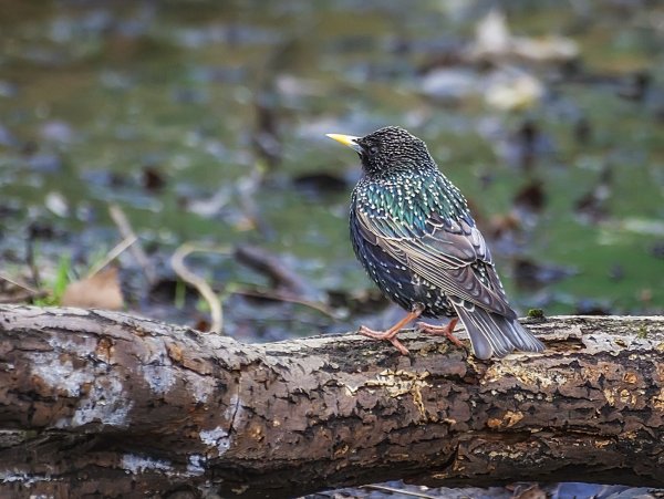 Скворцы в Подмосковье