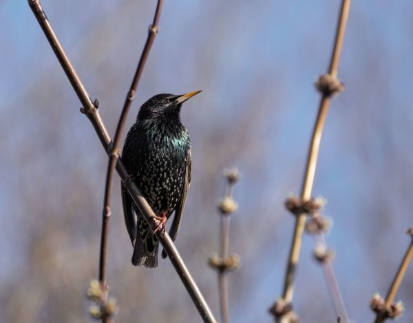 Первые весенние птицы названия