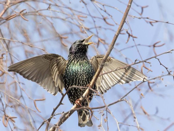 Скворцы в Подмосковье