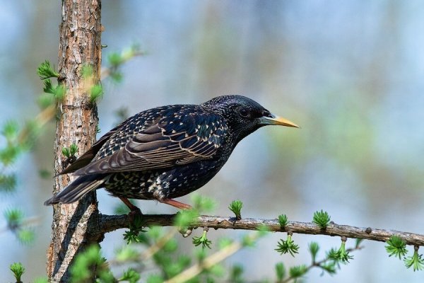 Скворцы в Ленинградской области