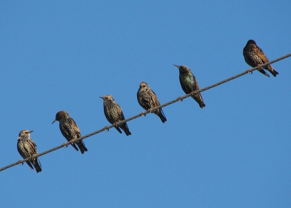 Стайка Скворцов