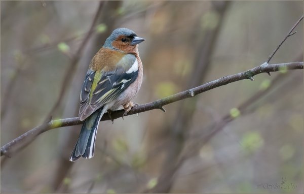 Гульдианскй Зяблик