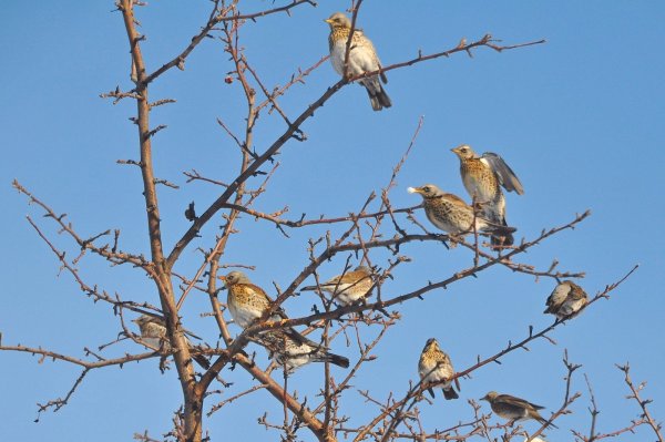 Птица которая прилетает к нам