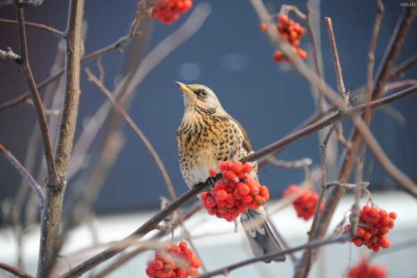 Весенние птицы в Москве