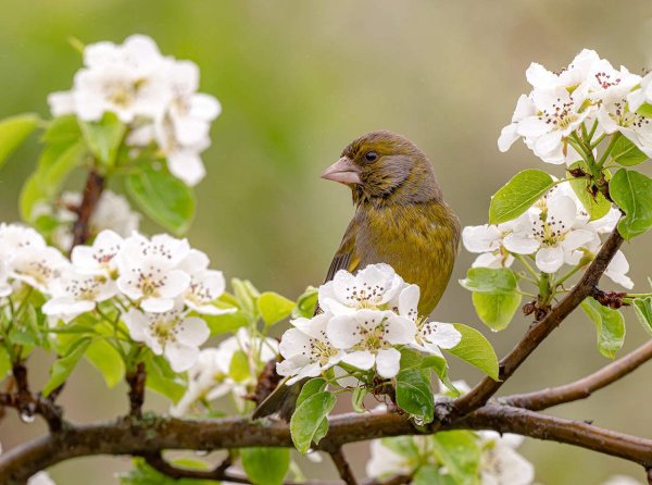 Птицы весной в саду
