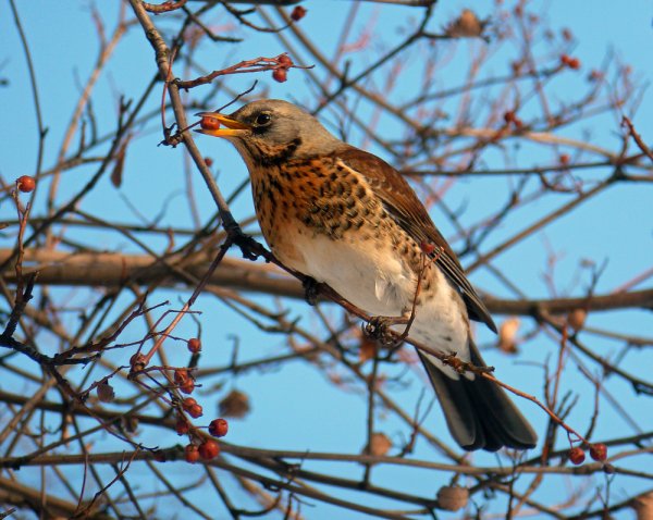 Дрозды Черноземья