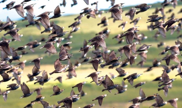 Скворцы миграция