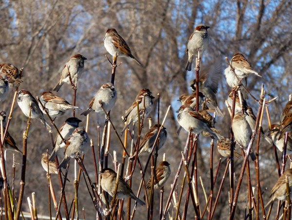 Стая Воробьев