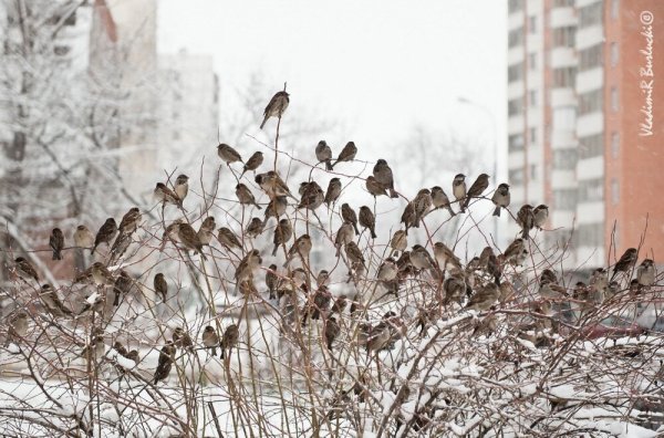 Городские птицы зимой