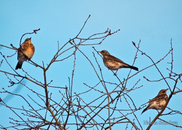 Весенние птицы Подмосковья