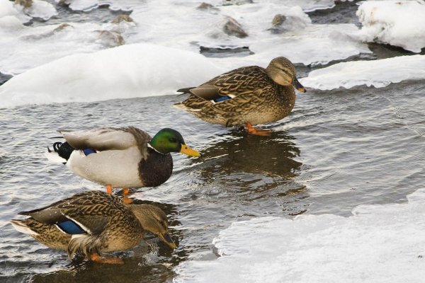 Утка кряква зимой