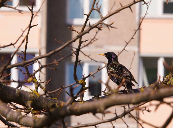 Птицы в городе