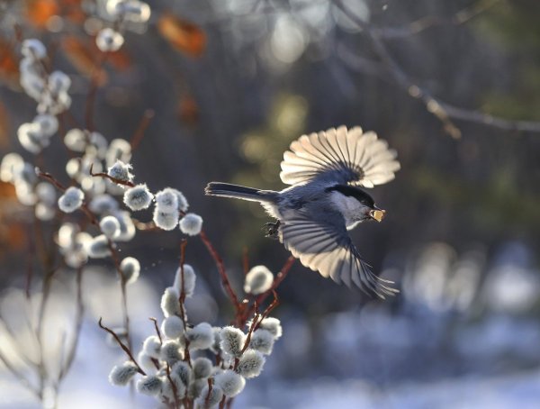 Птицы свиристели Снегири
