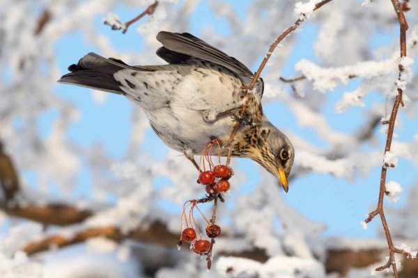 Птицы прилетающие в Сибирь