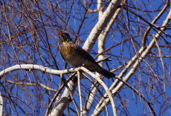 Птицы Сибири Красноярского края