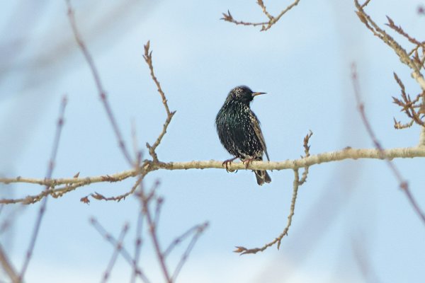 Скворец на Алтае