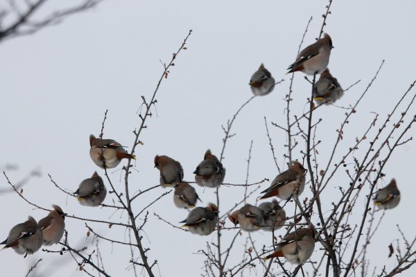 Стайные зимующие птицы Подмосковья