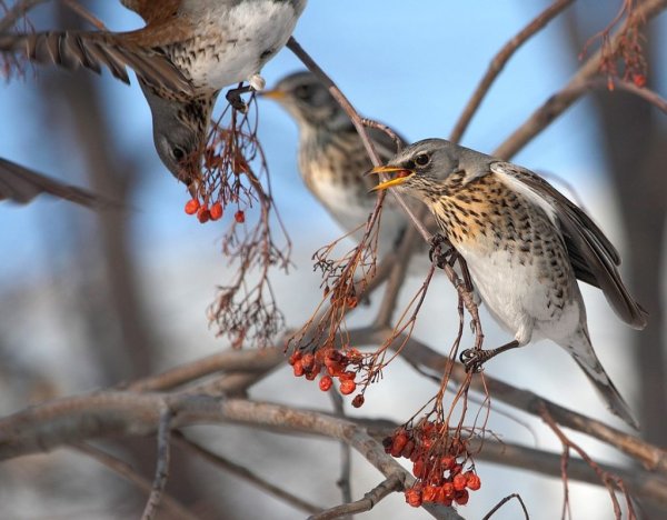 Снегирь, свиристель, Дрозд рябинник