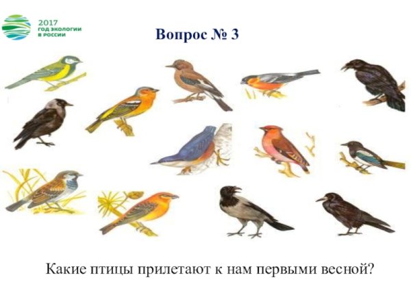 Птицы которые прилетают