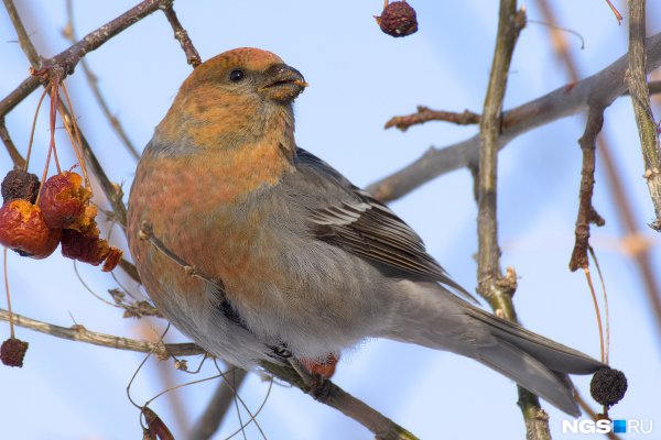 Птицы Сибири зимующие Щур