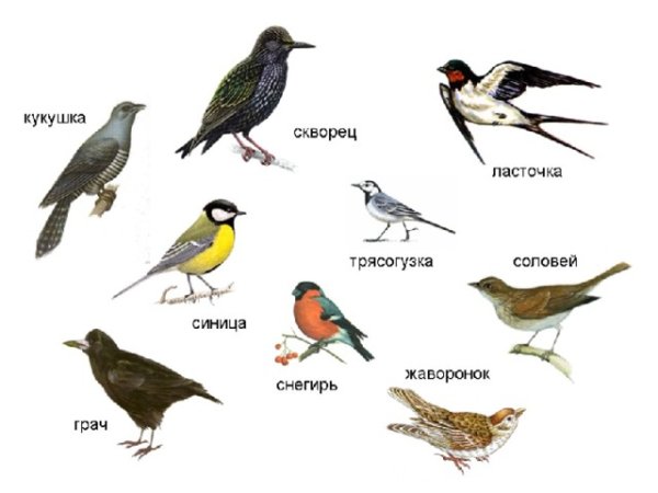 Птицы которые прилетают весной