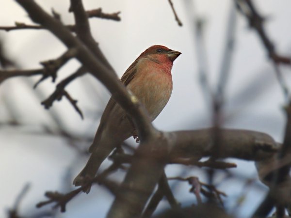 Птицы Юга Сибири Красноярского края