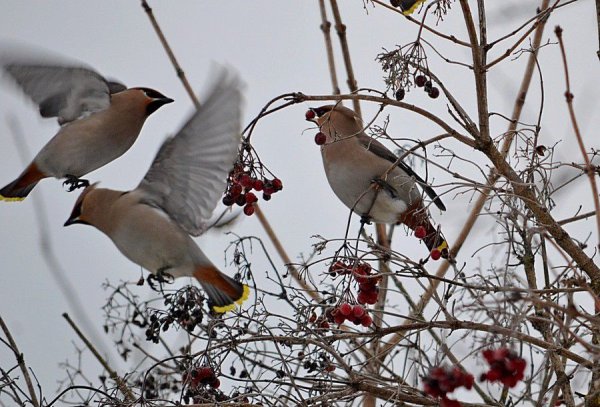 Сорокопут свиристель