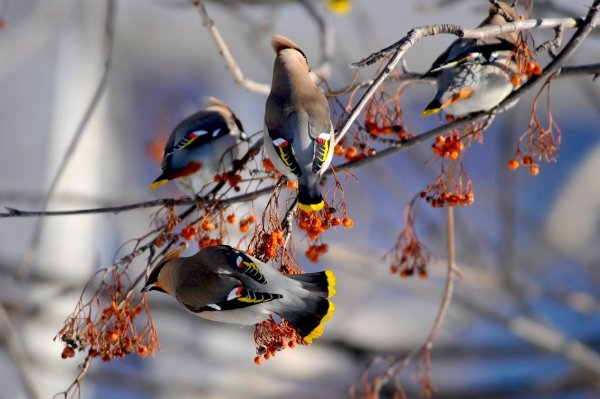 Стая свиристелей на рябине