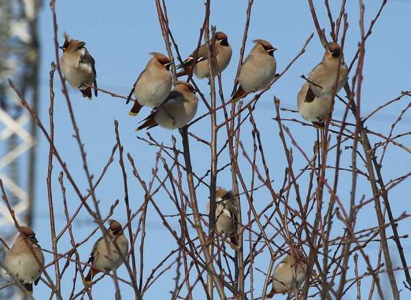 Зимние стайные птицы