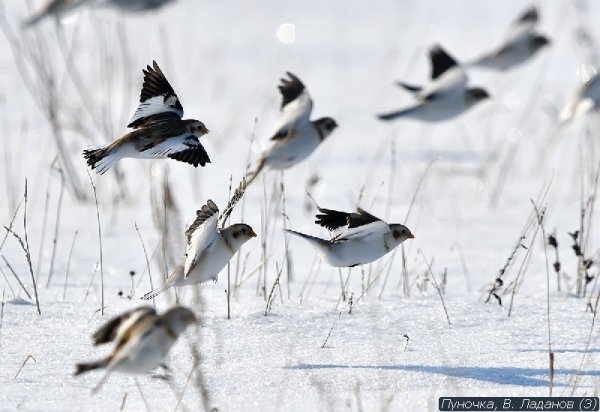 Пуночки прилетели