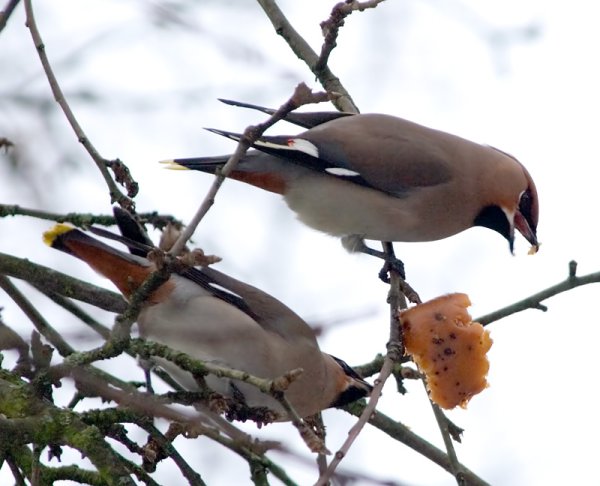 Птички которые прилетают зимой