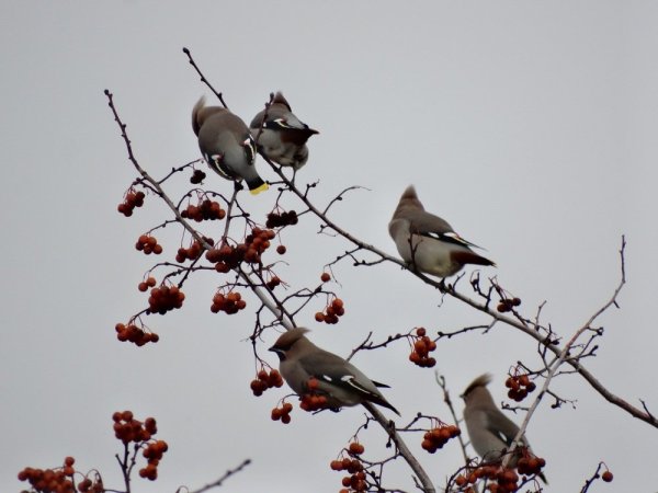 Свиристели прилетели в Киров