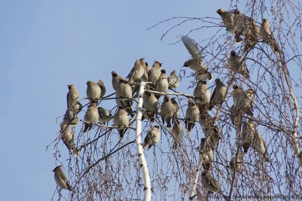 Зимующие птицы Урала