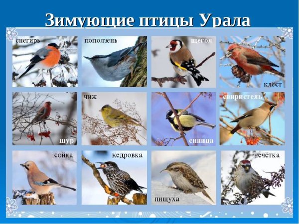 Птицы прилетели