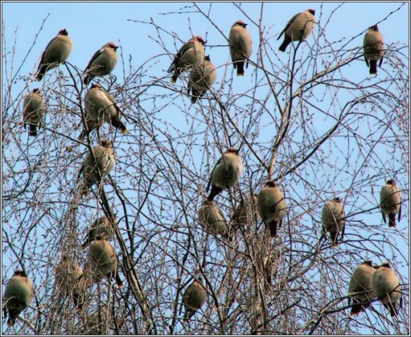 Перелетные птицы весной