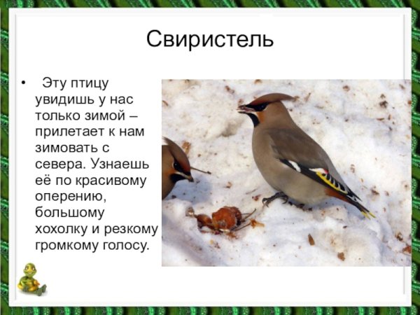 Птицы Тюменской области Юга Тюменской