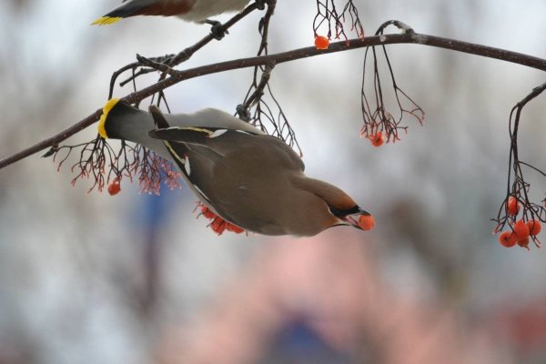 Птицы которые прилетают весной