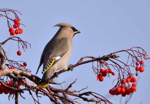 Перелетные и зимующие птицы России