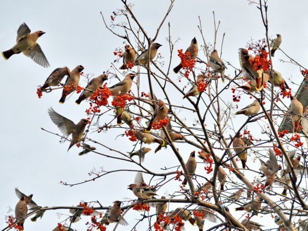 Хохлатые свиристели птенцы