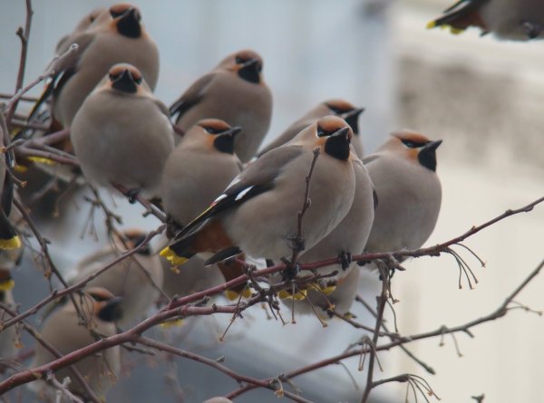 Птицы которые прилетают весной