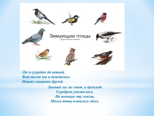 Кочующие птицы свиристель