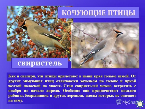 Какие птицы прилетают весной первыми