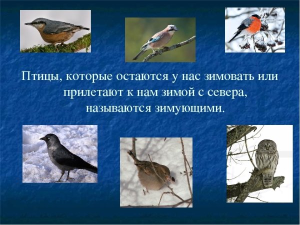 Пролетающие птицы