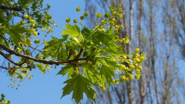 Цветущий клен остролистный