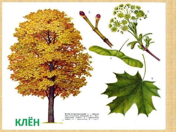 Дерево летом и осенью