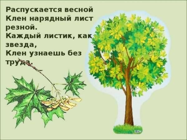 Клен остролистный цветет