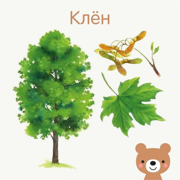 Карточки деревья и кустарники для детей