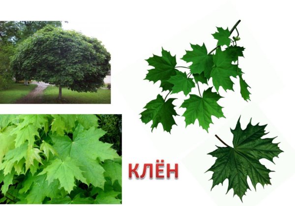 Клен остролистный Ботаническая иллюстрация