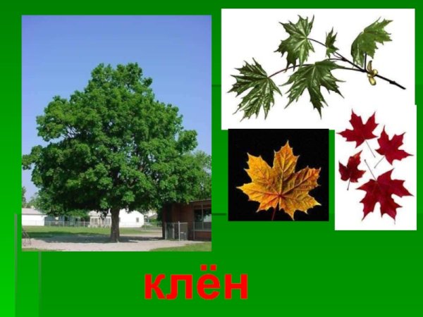 Цветки кленовых щитках
